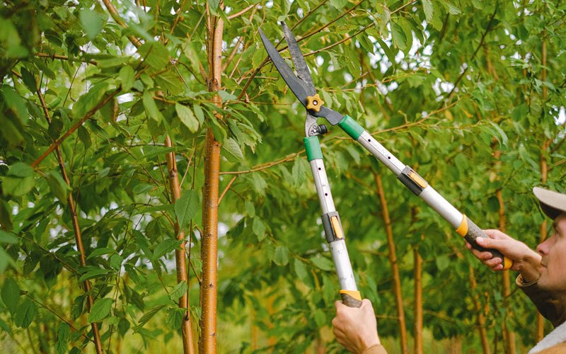 Tree trimming in Mecca, IN