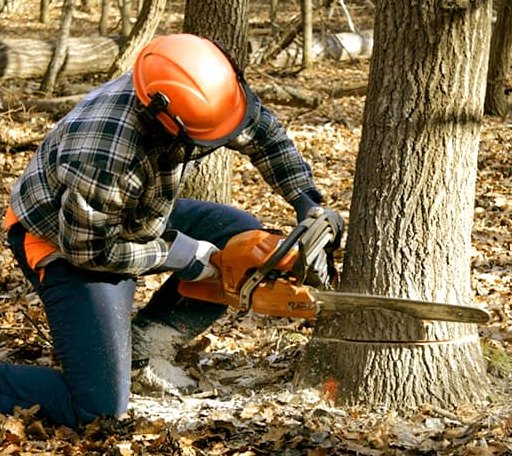 Tree Removal in Mecca, IN